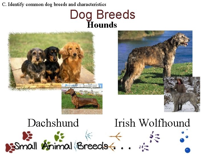 C. Identify common dog breeds and characteristics Dog Breeds Hounds Dachshund Irish Wolfhound 