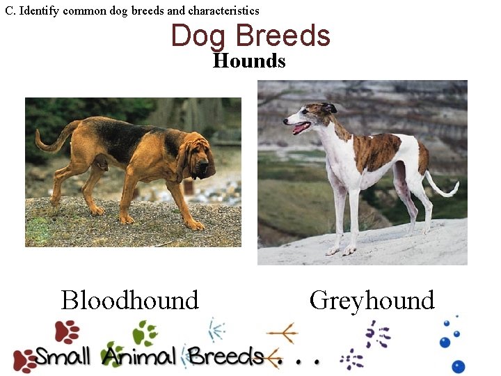 C. Identify common dog breeds and characteristics Dog Breeds Hounds Bloodhound Greyhound 