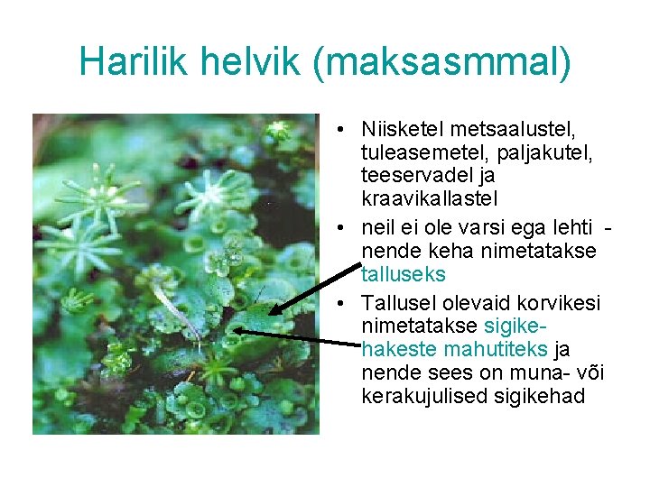 Harilik helvik (maksasmmal) • Niisketel metsaalustel, tuleasemetel, paljakutel, teeservadel ja kraavikallastel • neil ei