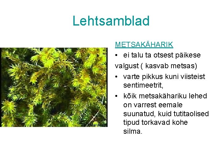 Lehtsamblad METSAKÄHARIK • ei talu ta otsest päikese valgust ( kasvab metsas) • varte