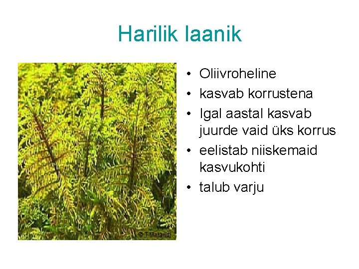 Harilik laanik • Oliivroheline • kasvab korrustena • Igal aastal kasvab juurde vaid üks