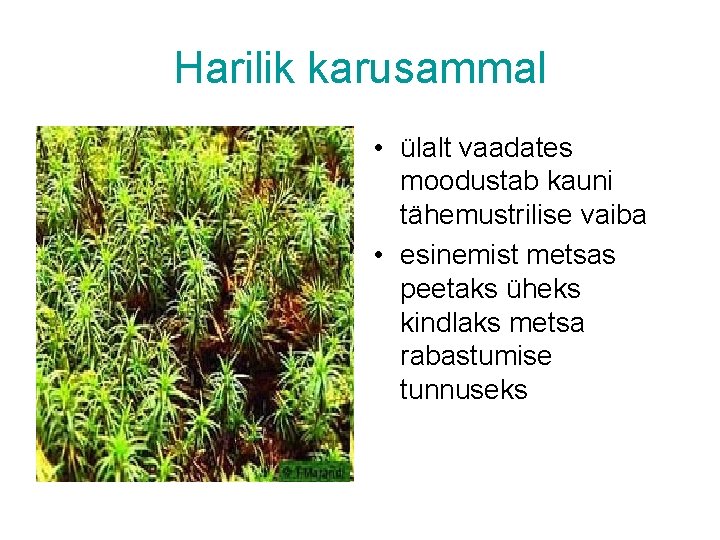 Harilik karusammal • ülalt vaadates moodustab kauni tähemustrilise vaiba • esinemist metsas peetaks üheks