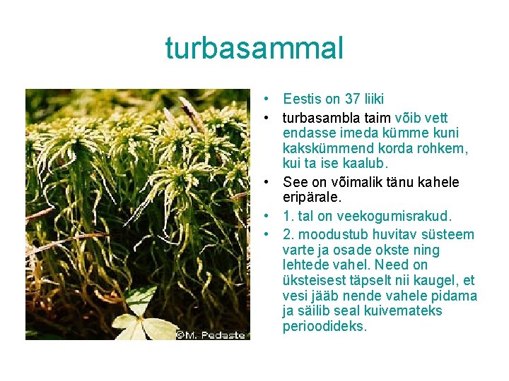 turbasammal • Eestis on 37 liiki • turbasambla taim võib vett endasse imeda kümme