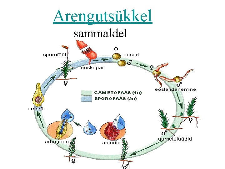 Arengutsükkel sammaldel 