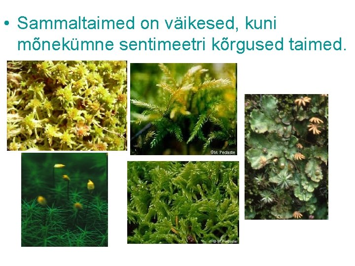  • Sammaltaimed on väikesed, kuni mõnekümne sentimeetri kõrgused taimed. 