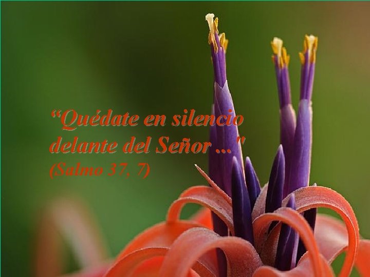 “Quédate en silencio delante del Señor. . . " (Salmo 37, 7) 