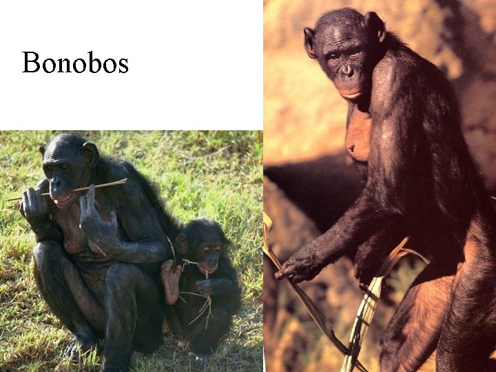 Bonobos 