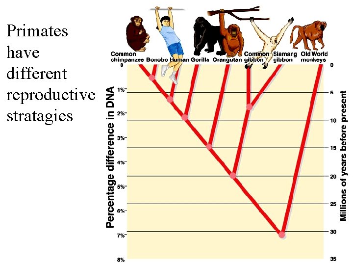 Primates have different reproductive stratagies 