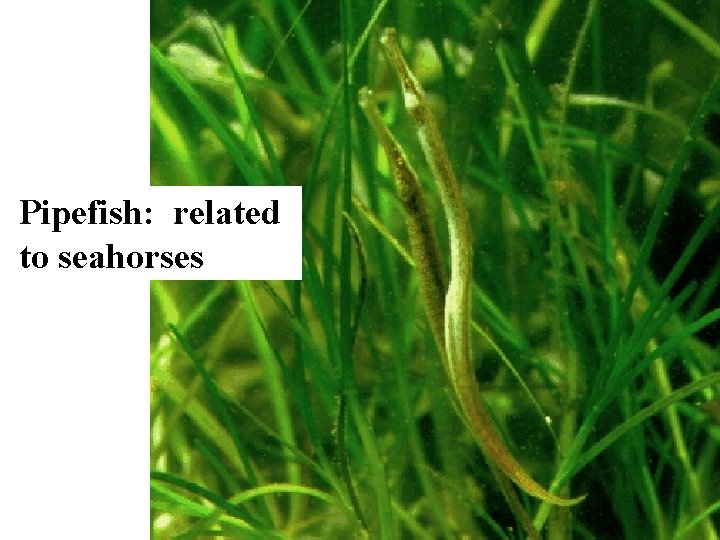 Pipefish: related to seahorses 