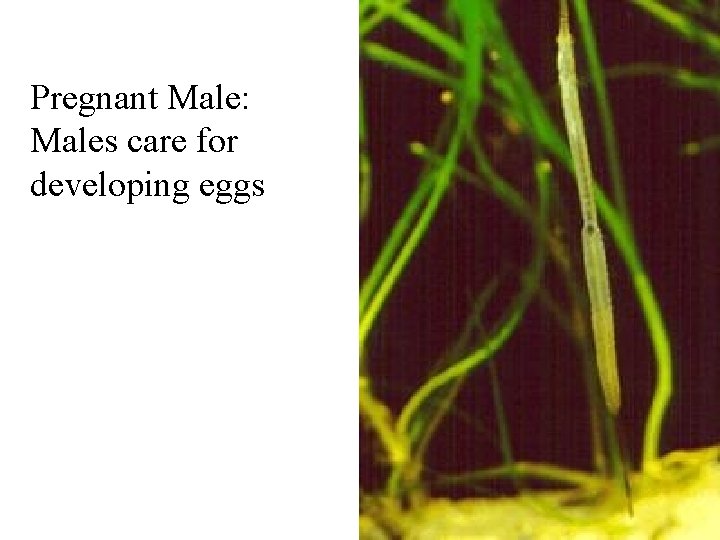 Pregnant Male: Males care for developing eggs 