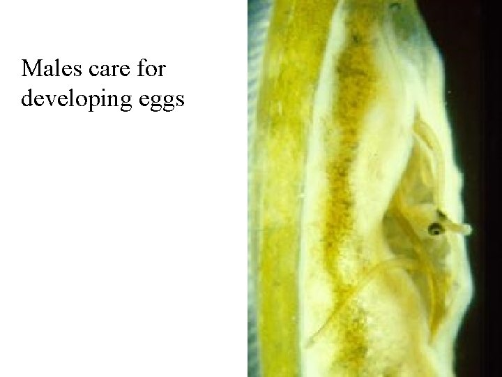 Males care for developing eggs 