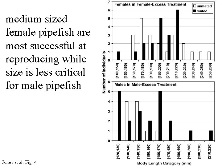 medium sized female pipefish are most successful at reproducing while size is less critical