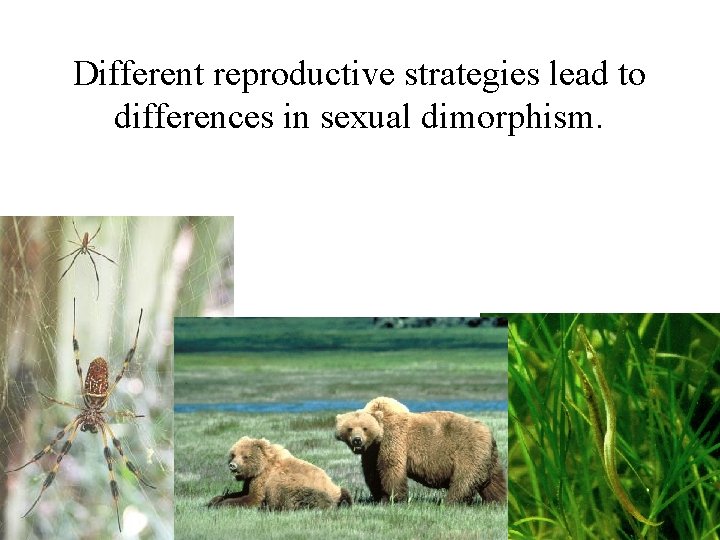 Different reproductive strategies lead to differences in sexual dimorphism. 