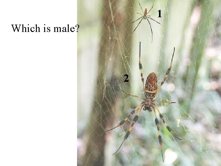 1 Which is male? 2 