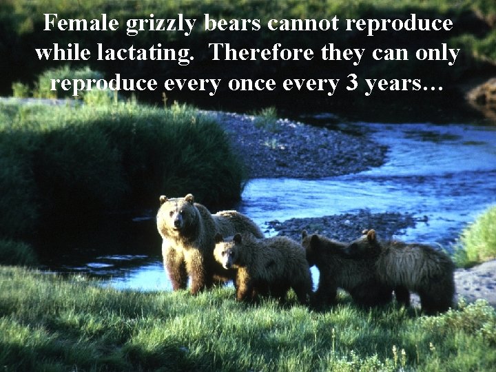 Female grizzly bears cannot reproduce while lactating. Therefore they can only reproduce every once