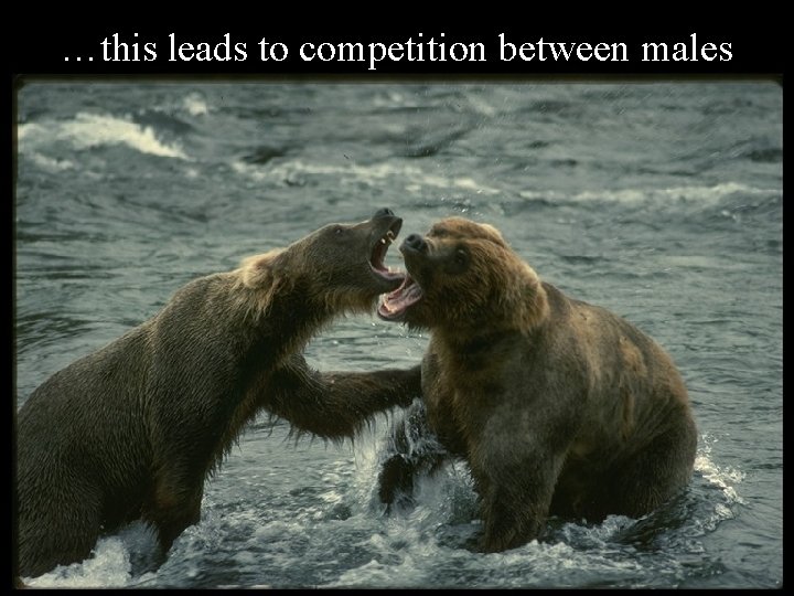 …this leads to competition between males 