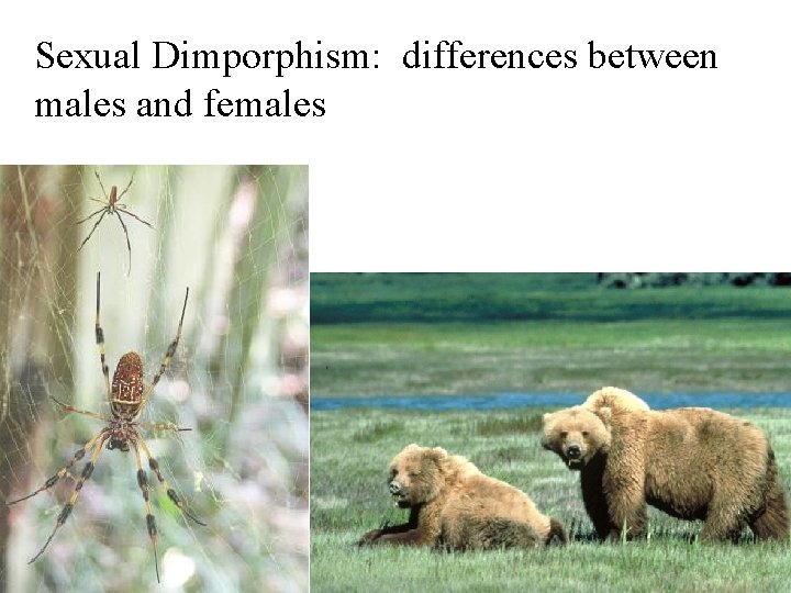 Sexual Dimporphism: differences between males and females 