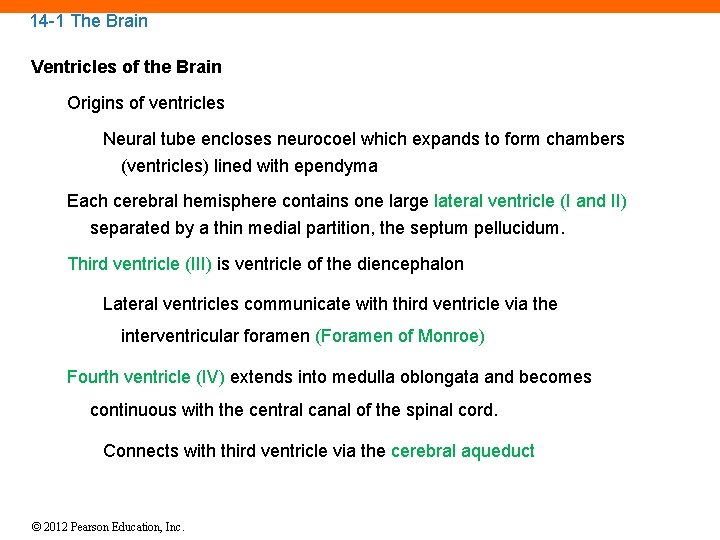 14 -1 The Brain Ventricles of the Brain Origins of ventricles Neural tube encloses