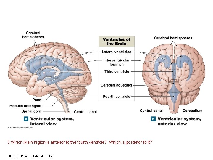 3 Which brain region is anterior to the fourth ventricle? Which is posterior to