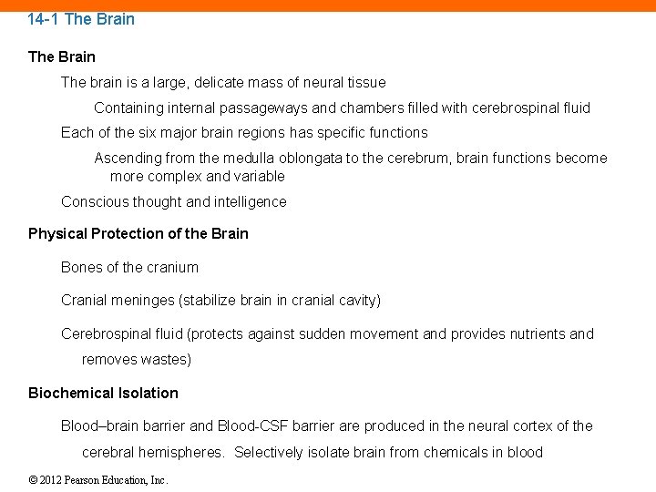 14 -1 The Brain The brain is a large, delicate mass of neural tissue