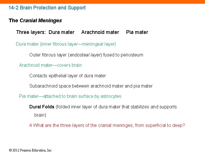 14 -2 Brain Protection and Support The Cranial Meninges Three layers: Dura mater Arachnoid