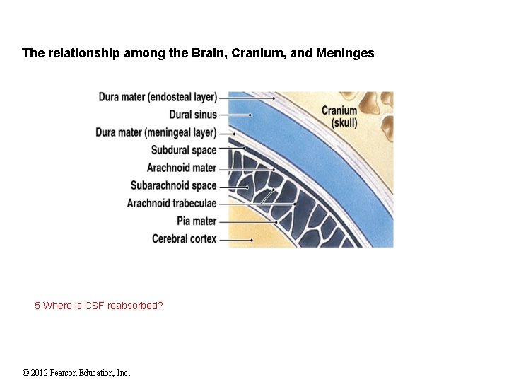 The relationship among the Brain, Cranium, and Meninges 5 Where is CSF reabsorbed? ©
