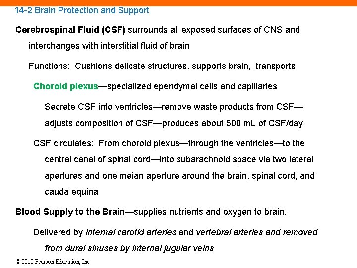 14 -2 Brain Protection and Support Cerebrospinal Fluid (CSF) surrounds all exposed surfaces of