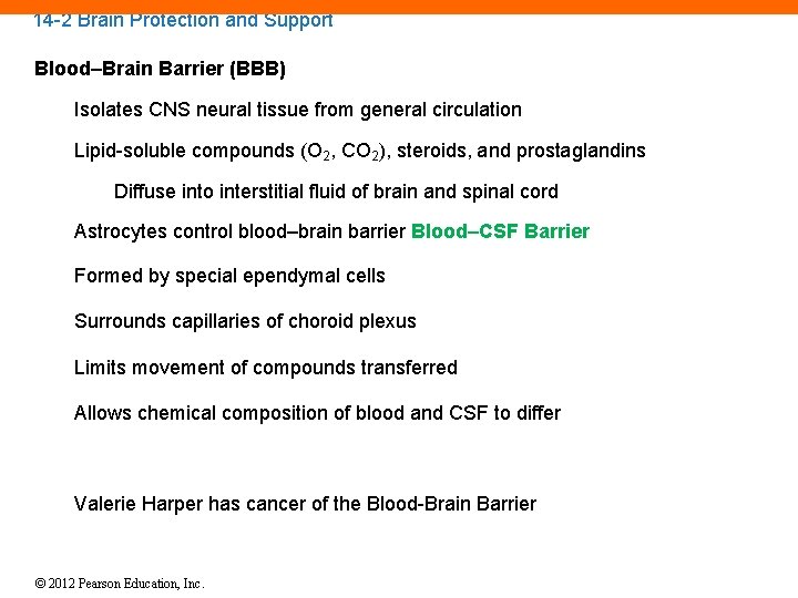 14 -2 Brain Protection and Support Blood–Brain Barrier (BBB) Isolates CNS neural tissue from