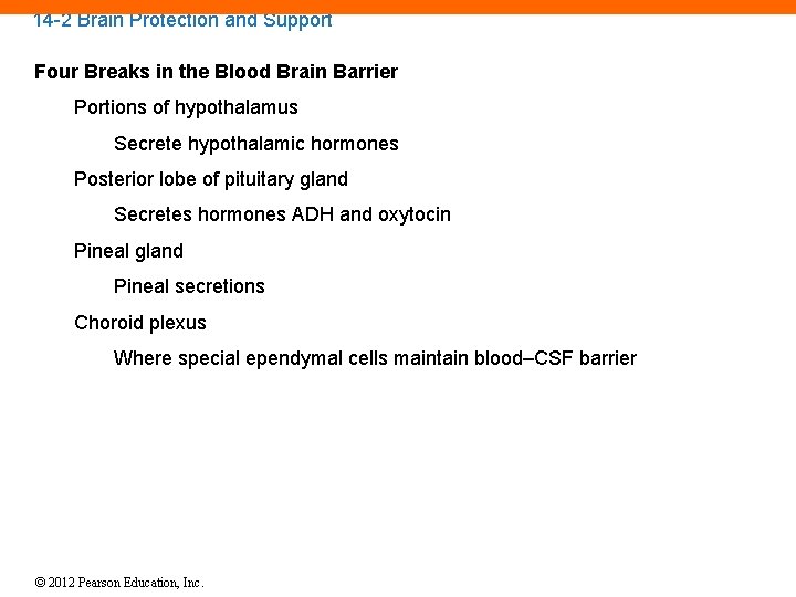 14 -2 Brain Protection and Support Four Breaks in the Blood Brain Barrier Portions