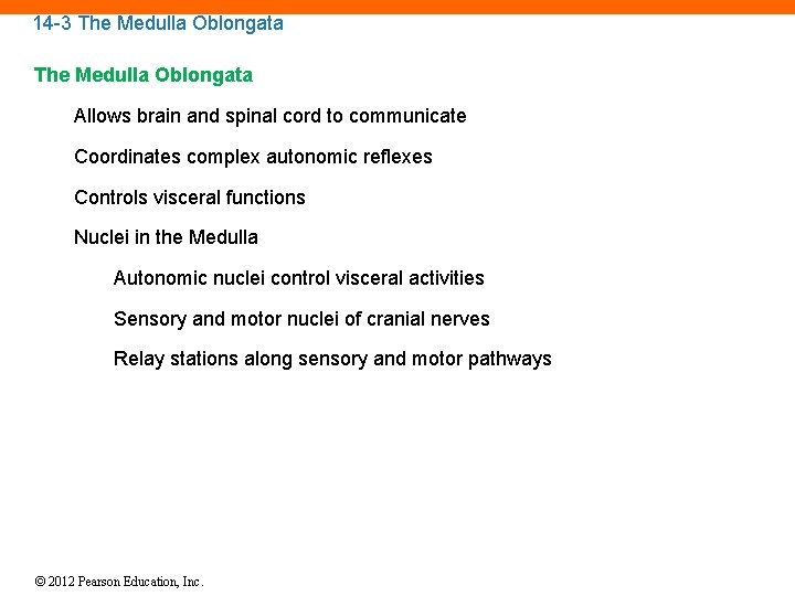 14 -3 The Medulla Oblongata Allows brain and spinal cord to communicate Coordinates complex