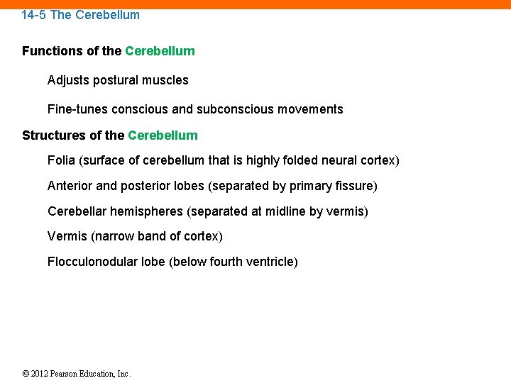 14 -5 The Cerebellum Functions of the Cerebellum Adjusts postural muscles Fine-tunes conscious and