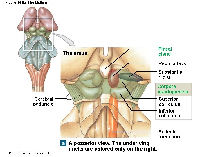 Figure 14 -8 a The Midbrain Thalamus Pineal gland Red nucleus Substantia nigra Corpora