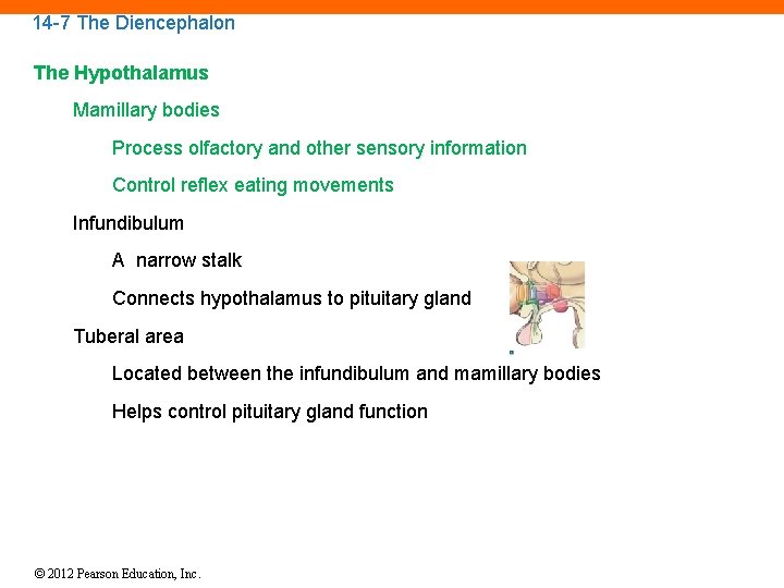 14 -7 The Diencephalon The Hypothalamus Mamillary bodies Process olfactory and other sensory information