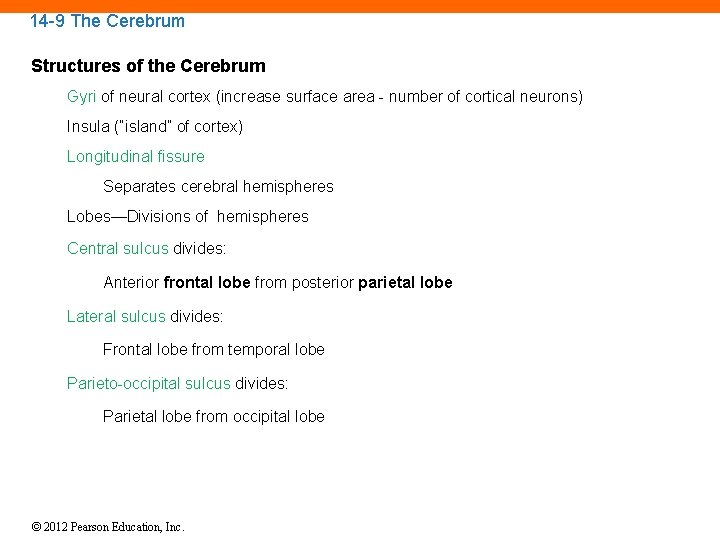 14 -9 The Cerebrum Structures of the Cerebrum Gyri of neural cortex (increase surface