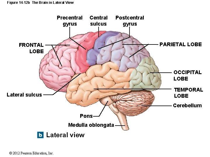 Figure 14 -12 b The Brain in Lateral View Precentral gyrus Central sulcus Postcentral