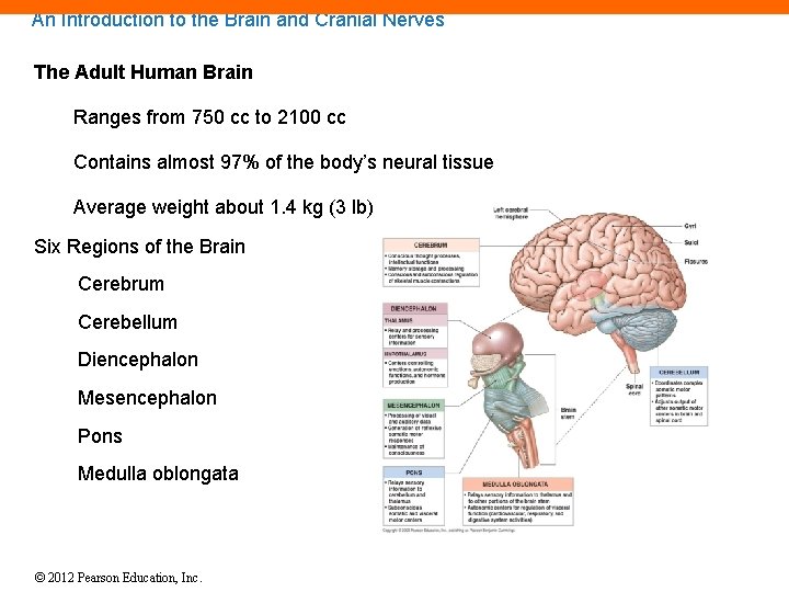 An Introduction to the Brain and Cranial Nerves The Adult Human Brain Ranges from