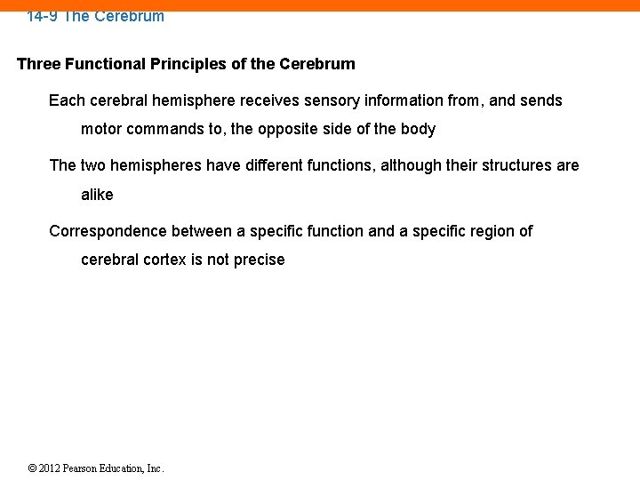 14 -9 The Cerebrum Three Functional Principles of the Cerebrum Each cerebral hemisphere receives