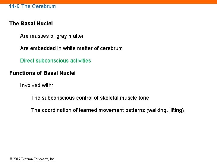 14 -9 The Cerebrum The Basal Nuclei Are masses of gray matter Are embedded