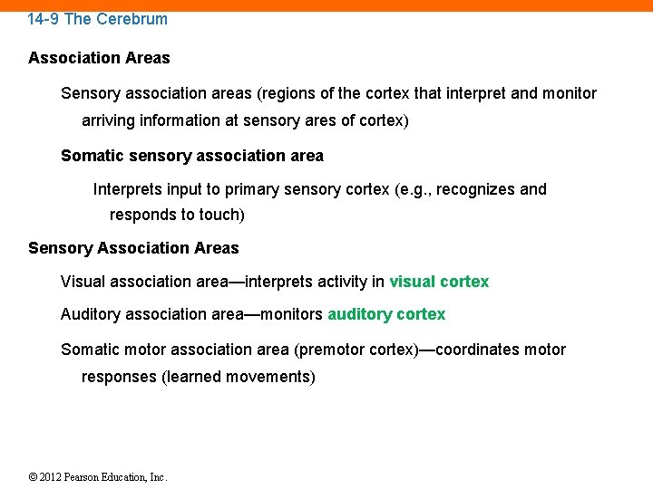 14 -9 The Cerebrum Association Areas Sensory association areas (regions of the cortex that