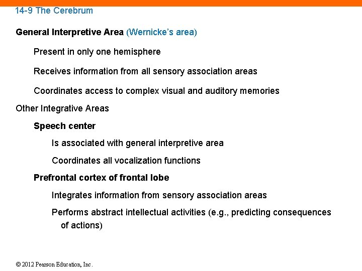 14 -9 The Cerebrum General Interpretive Area (Wernicke’s area) Present in only one hemisphere