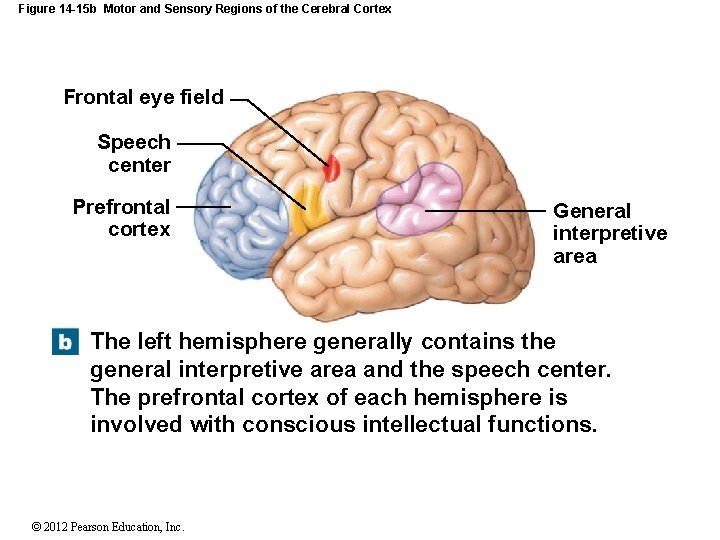 Figure 14 -15 b Motor and Sensory Regions of the Cerebral Cortex Frontal eye