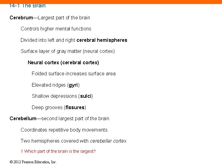 14 -1 The Brain Cerebrum—Largest part of the brain Controls higher mental functions Divided