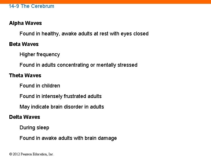 14 -9 The Cerebrum Alpha Waves Found in healthy, awake adults at rest with