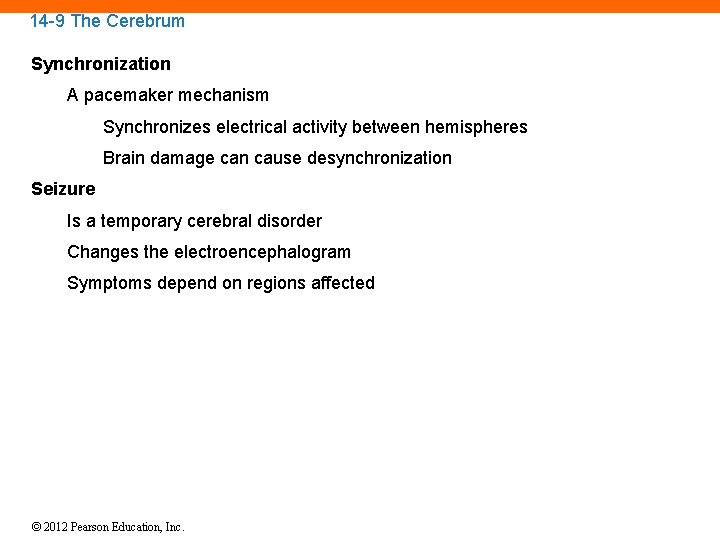 14 -9 The Cerebrum Synchronization A pacemaker mechanism Synchronizes electrical activity between hemispheres Brain