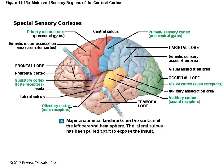 Figure 14 -15 a Motor and Sensory Regions of the Cerebral Cortex Special Sensory