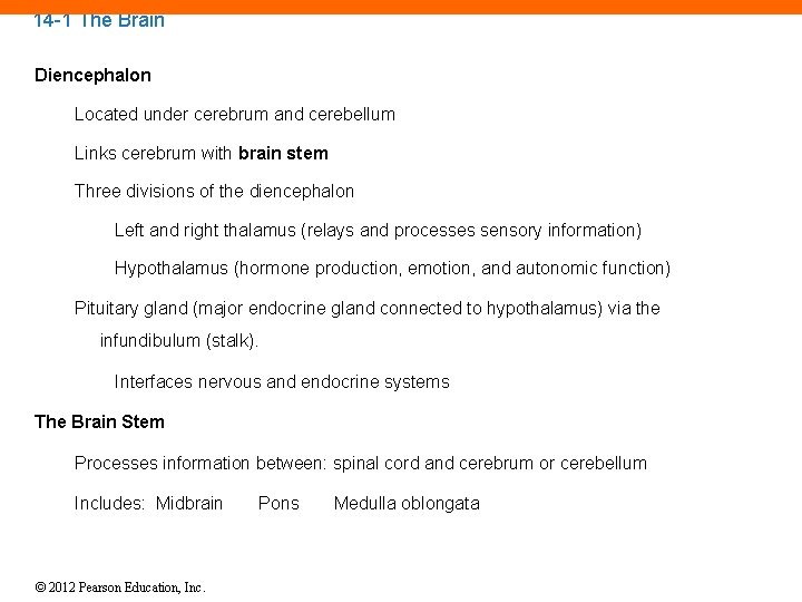 14 -1 The Brain Diencephalon Located under cerebrum and cerebellum Links cerebrum with brain