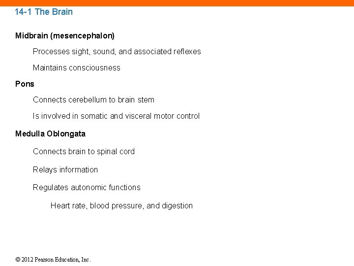 14 -1 The Brain Midbrain (mesencephalon) Processes sight, sound, and associated reflexes Maintains consciousness