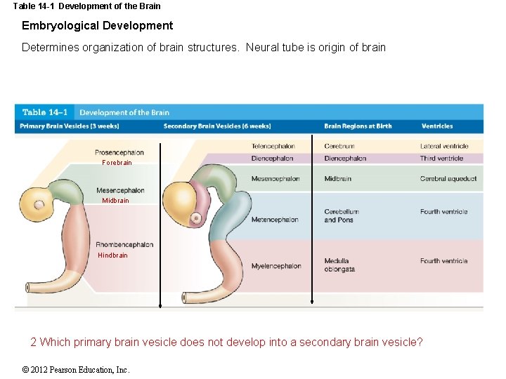 Table 14 -1 Development of the Brain Embryological Development Determines organization of brain structures.