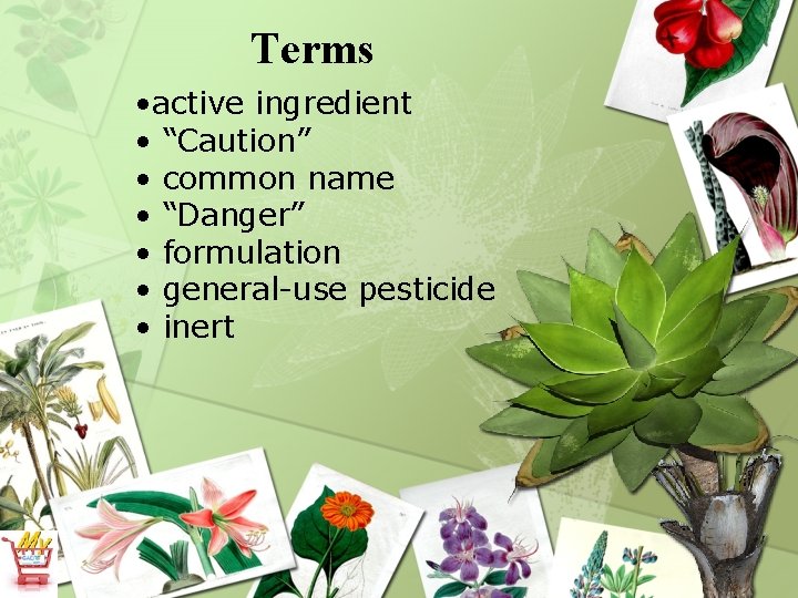Terms • active ingredient • “Caution” • common name • “Danger” • formulation •