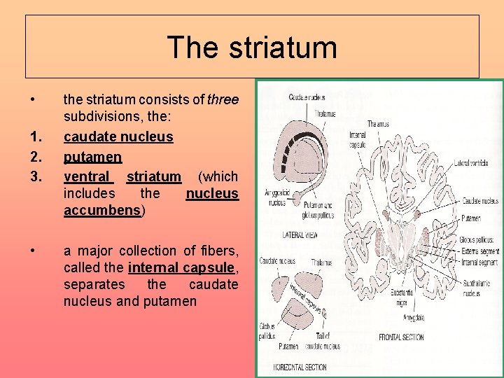 The striatum • 1. 2. 3. • the striatum consists of three subdivisions, the: